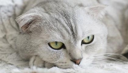 中文在线天堂资源官网:合法授权的中文学习资源新路径