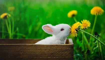 侠骨丹心下载：指尖江湖，热血与柔情并存